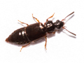 Omalium rivulare